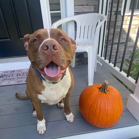 Like this Listing to be Notified of Future Show’s
SHOW SCHEDULE HERE! - Picture 3 of 8